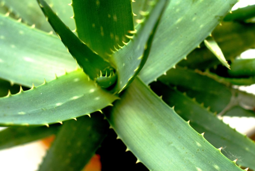 Aloe Vera hoito