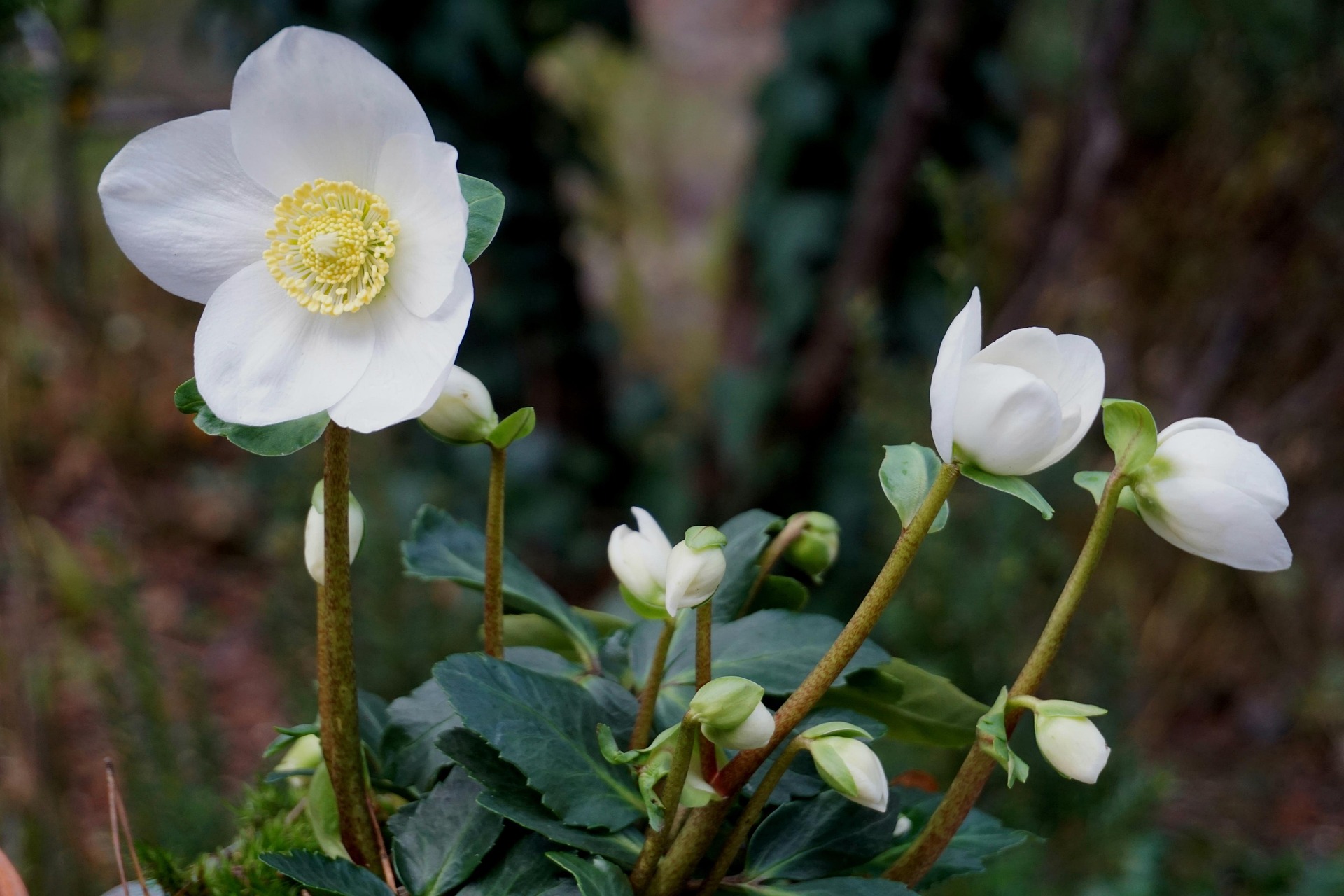 Joulurousujen hoito Mitä jokaisen puutarhurin tulee tietää
