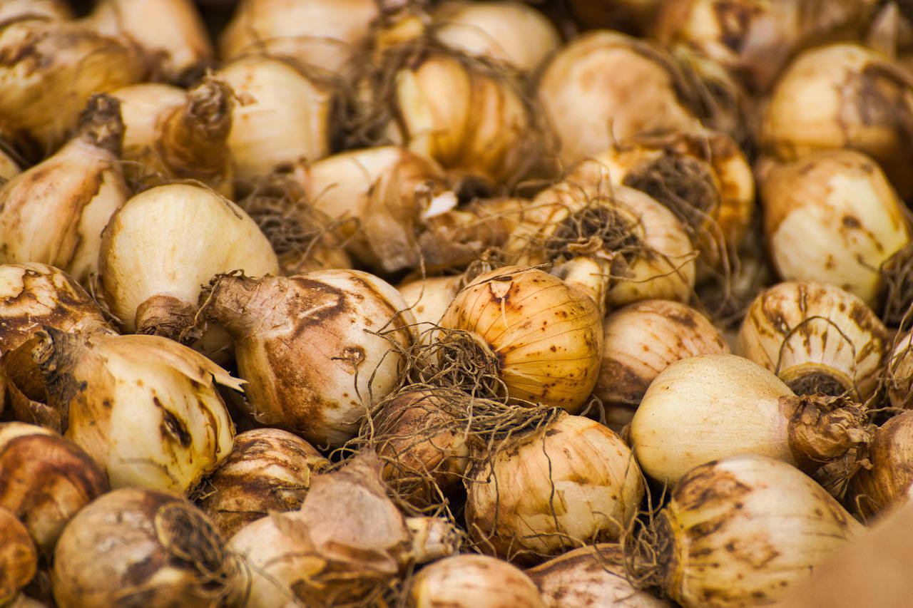 Keväällä istutettavien