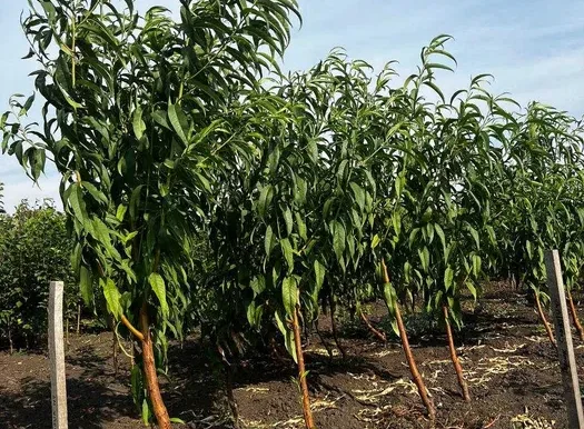 Kirsikkapuun istutus