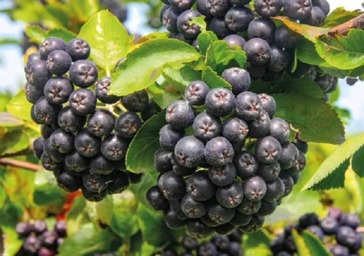 Marja-aronia istutus