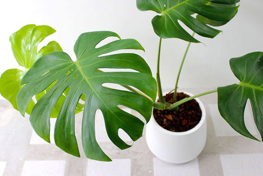 Peikonlehti hoito: valo, kastelu ja kasvatus