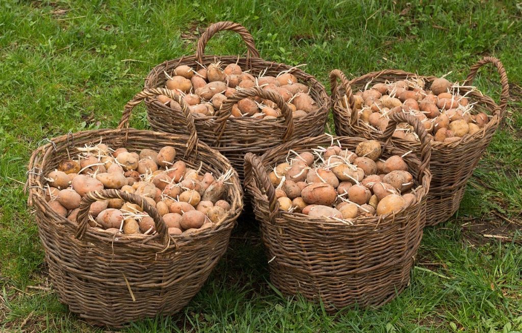 Perunoiden istuttaminen