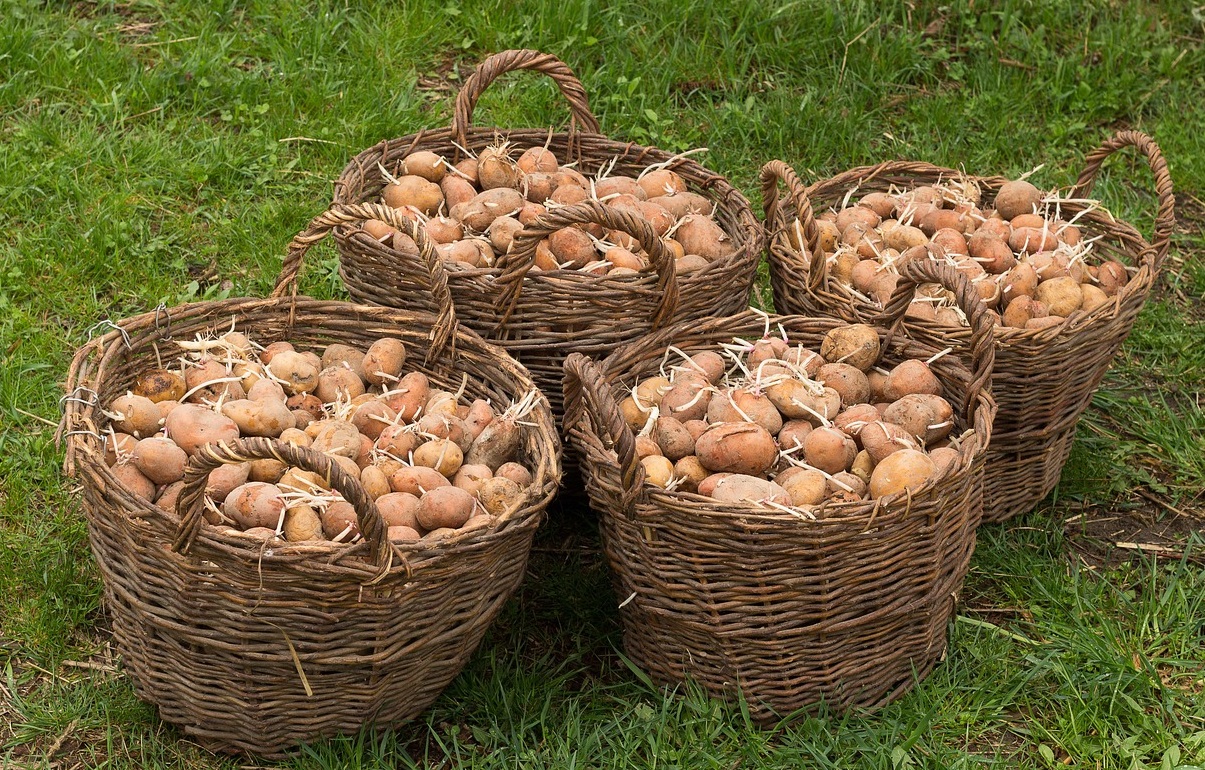 Perunoiden istuttaminen