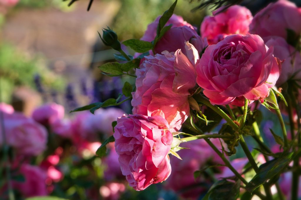 Ruusun hoito mitä puutarhurin tulee tietää