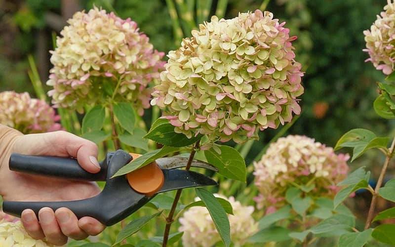 Syyshortensian istutus