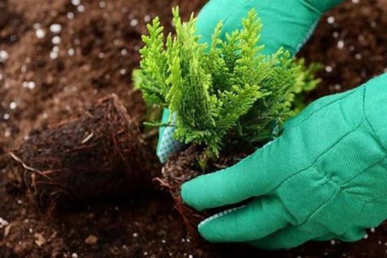 Timanttituijan istutus