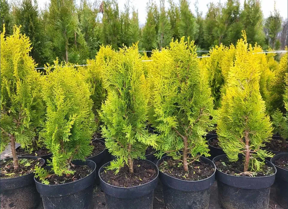 Tuijan istutus: mitä tarvitsee tietää ennen töiden aloittamista