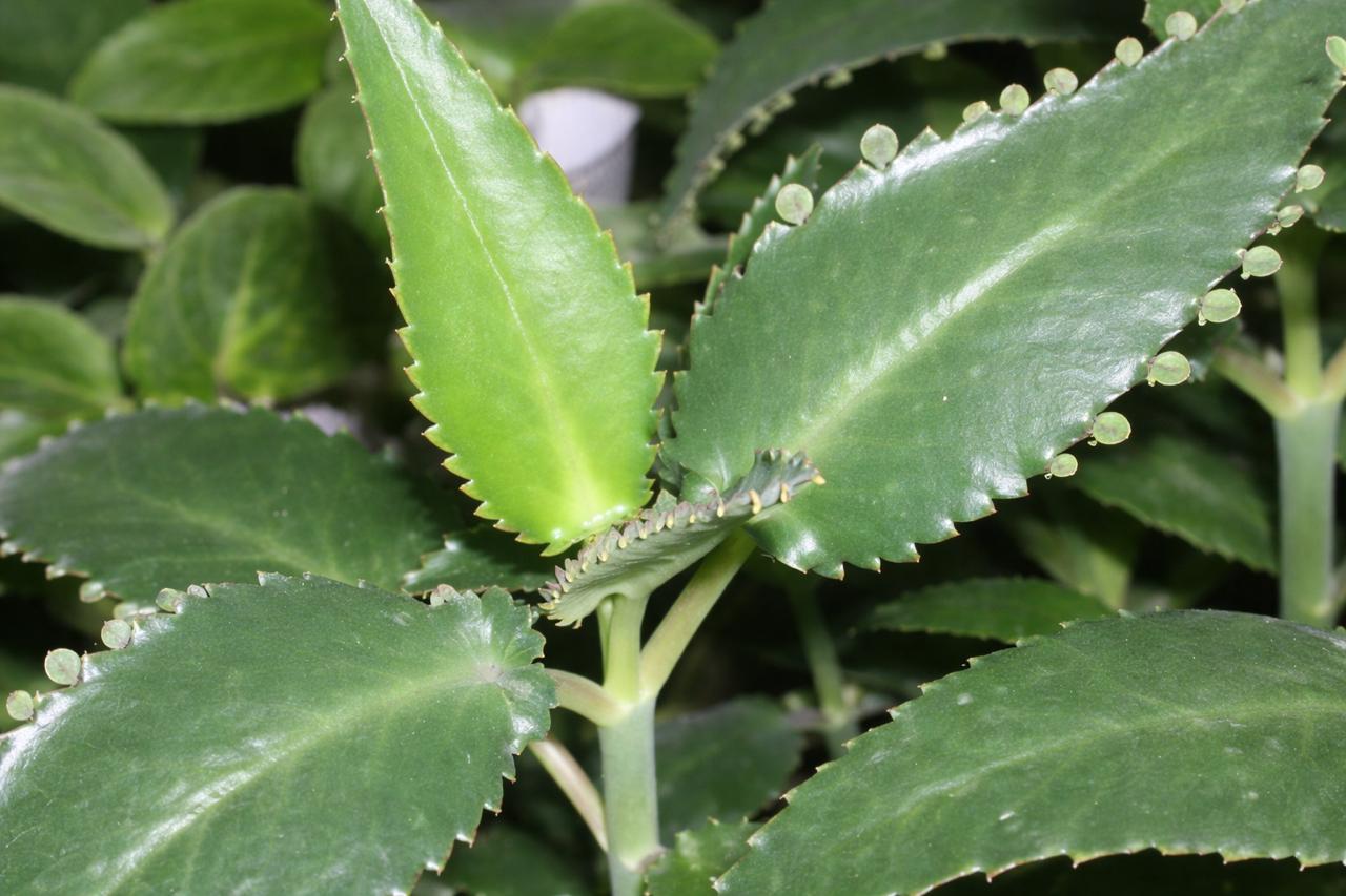 kalanchoe hoito